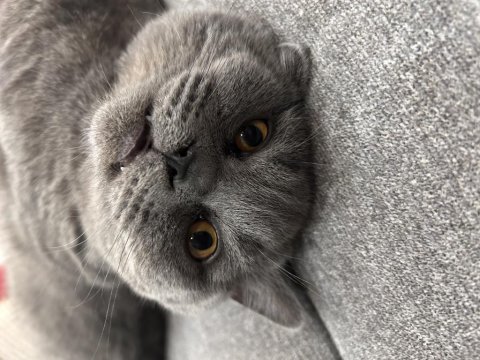 7 aylık british shorthair erkek