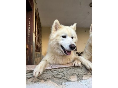 Sibirya kurdu yuva arıyor