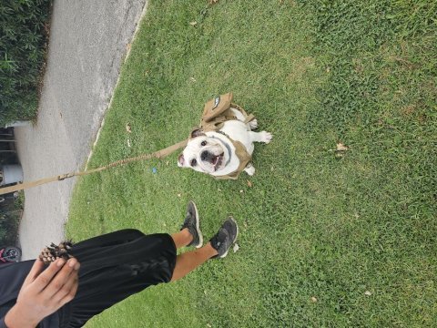 İngiliz bulldog