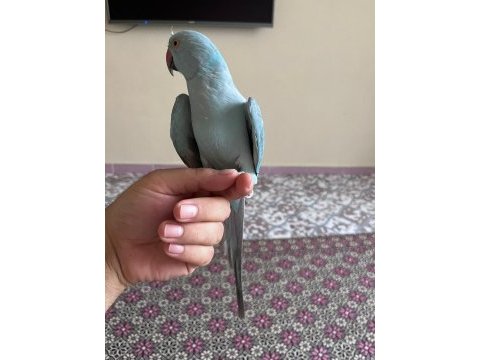 20 aylik el besleme pakistan papağanı