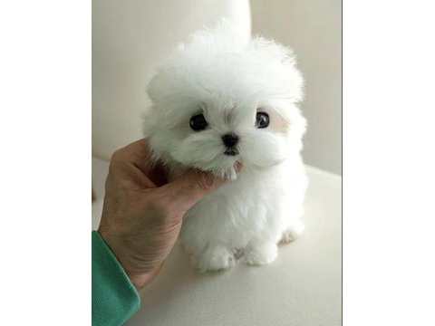 Yarışma düzeyi 0 boy kore maltese terrier jack
