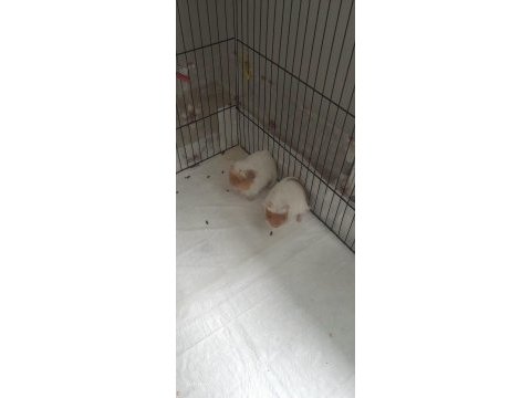 İki ginepigime sevgi dolu bir yuva arıyorum