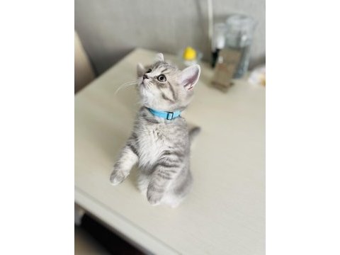 3 aylık british shorthair yavru