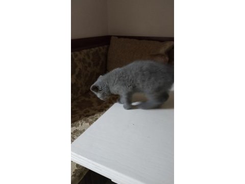 Safkan british shorthair yavru