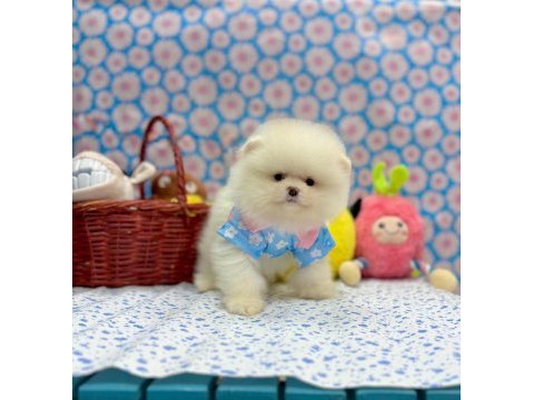 Safkan pomeranian boo yavrularımız