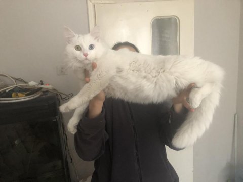 Ankara kedisi renkli göz 7 aylık