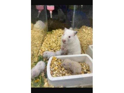 You ask for a hamster we'll bring it to antalya