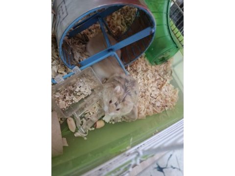 Kahverengi hamster yavrular