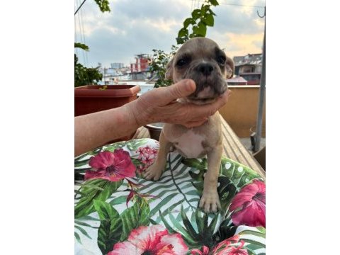 French bulldog yavrular