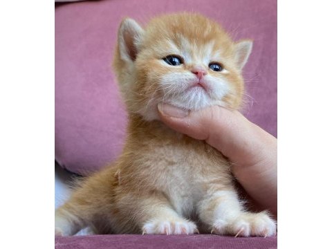 British shorthair safkan yavrular