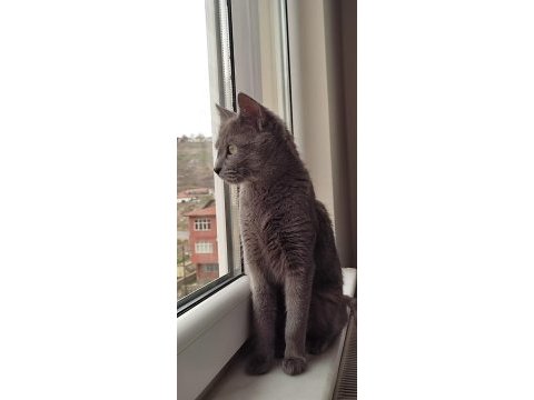British shorthair prensesimiz yeni evini arıyor