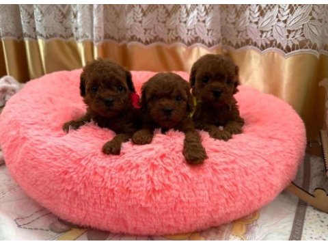 Kore teacup red brown aşılı eğitimli yavrular