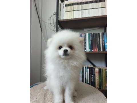 Pomeranian boo yavrularımız