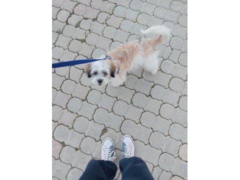 Acil köpeğimiz