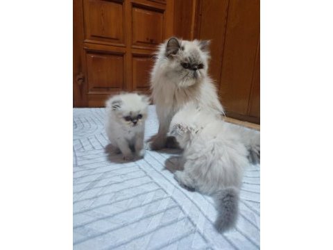 İran persian bebişler