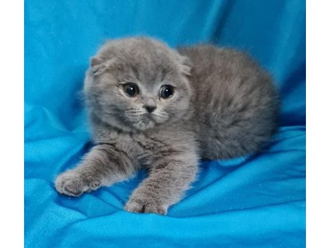 Scottish fold yavrular sahibinden