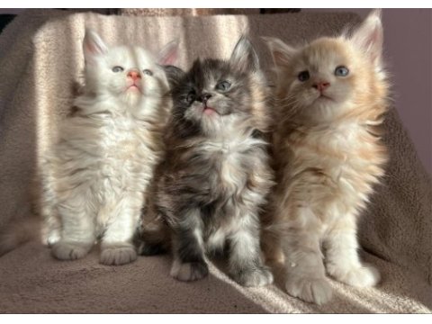 Full secereli maine coon yavruları