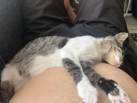 Kedimiz boncuk için onu sevecek yeni bir aile arıyoruz