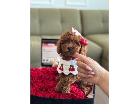 Baby face poodle bebekler