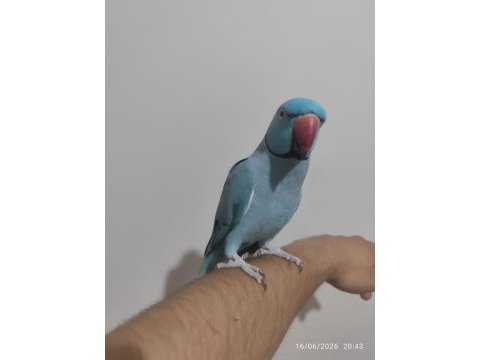 Mutasyon pakistan papağanı