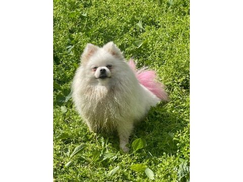 Pomeranian boo