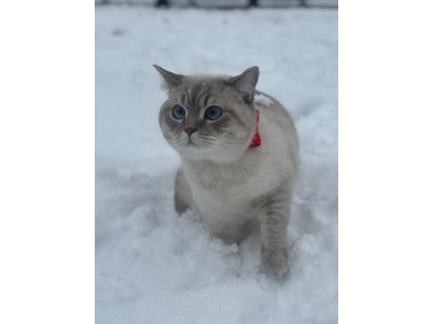 2 yaşında british shorthair dişi kedimiz