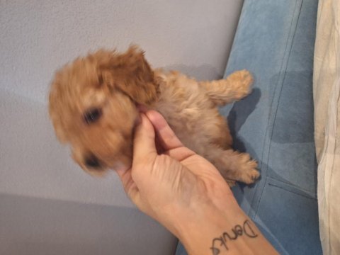 Dişi maltipoo yavrumuz 2 aylık