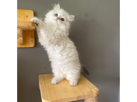 British longhair ay1133 erkek muhteşem tip