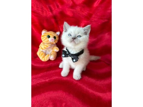 55 günlük erkek british shorthair yavrular