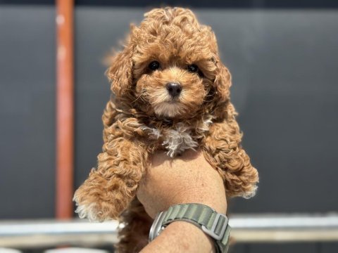Petmode köpek çiftliğinde ziyarete açık kore maltipoo