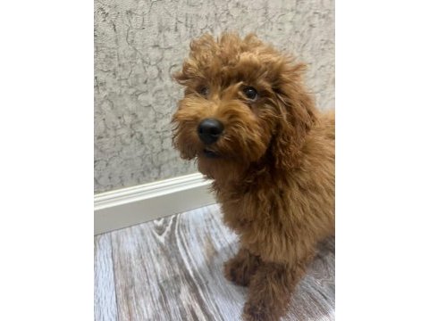 Tüm aşıları tam 5 aylık kore toy poodle