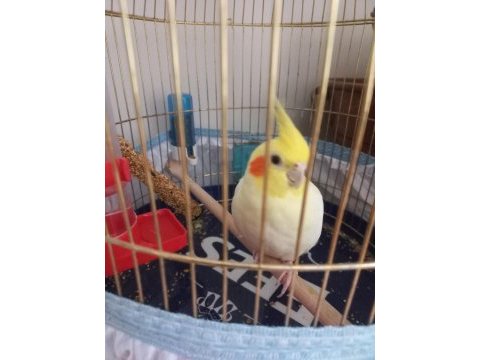 4 yaşında adı carlos erkek sultan papağanı