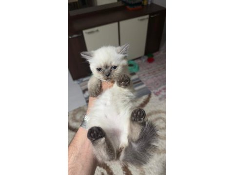 Dört adet scottish fold erkek dişi