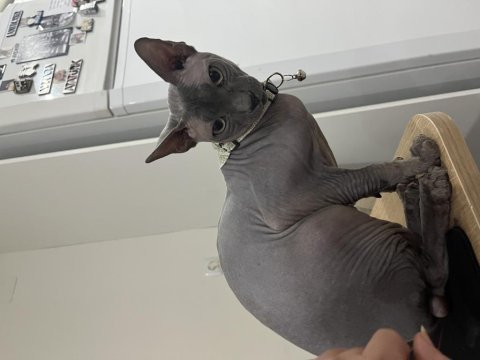 Safkan erkek sfenks