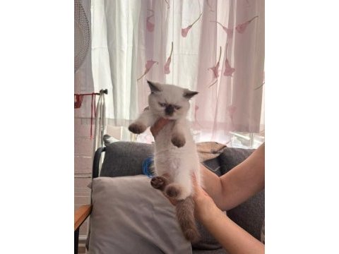 Çikolata point british longhair