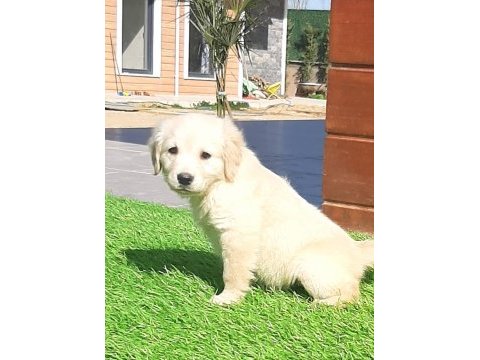 Golden bebeklerimiz aşıları tam