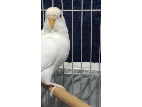Sağlıklı cift muhabbet kuşları
