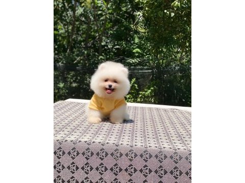 Dişi ve erkek mevcuttur hepsi de safkan pomeranian