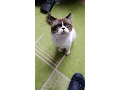 Persian erkek kedimiz