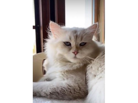 Yetişkin erkek safkan şecereli british longhair