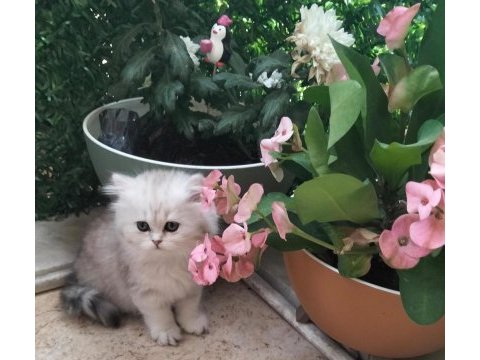 British longhair bal kız