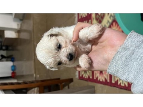 Korekan sıfır maltese terrier