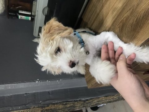 Maltese terrier 2 aylık