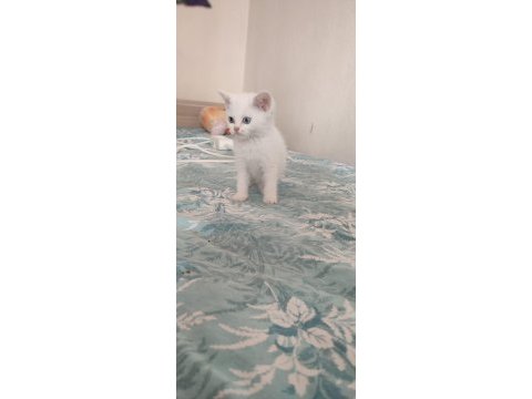 Birileri maviş mi dedi british shorthair (beyaz)