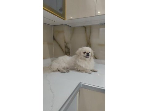 Köpeğimiz acil sahiplendirilir