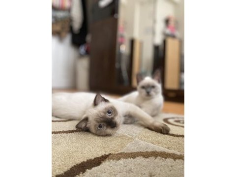 Acil sahiplendirme british longhair
