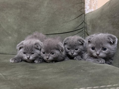 Sütten kesilmiş minik yavru kediler
