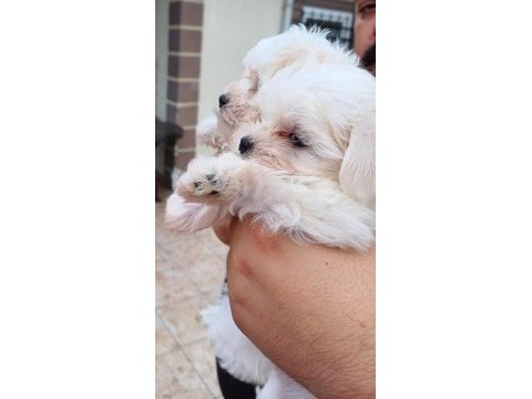 Maltese yavru bebekler