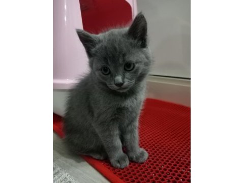 Yavrumuz sahiplendirilecektir scottish fold