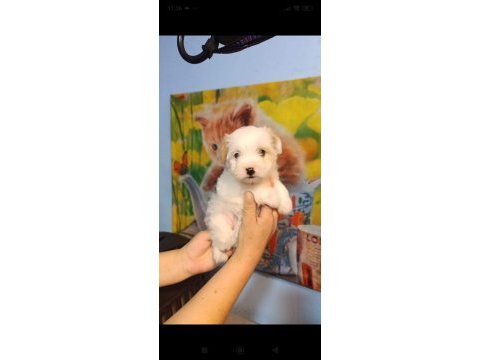 Kar beyaz maltese yavrumuz